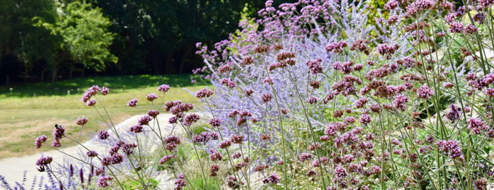 Plantes dépolluantes pour votre jardin